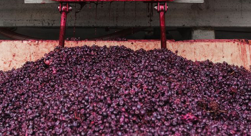 Toolangi grapes